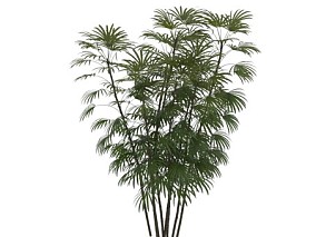 筋头竹 植物
