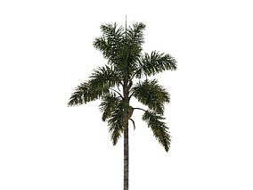 裂叶西雅椰子 植物