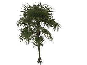 叉刺棕属 植物 树