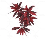 红叶铁树 植物