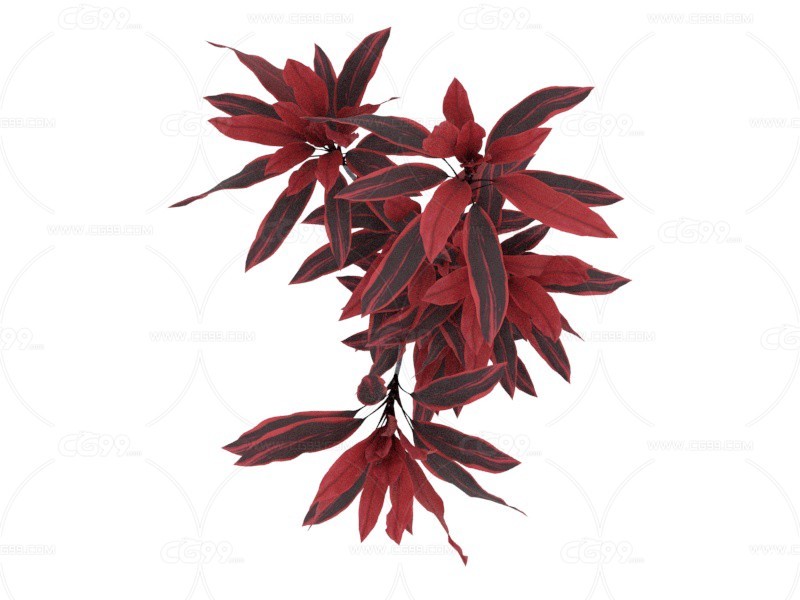 红叶铁树 植物