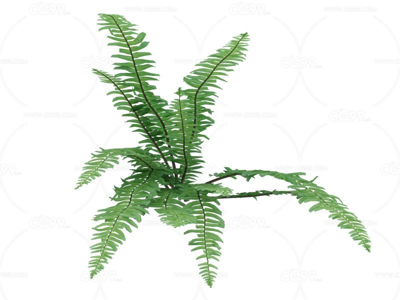 篦子草 植物
