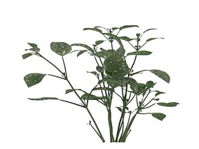 棘科植物 植物