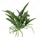 卡特兰 植物