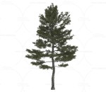 美国五针松 植物 树
