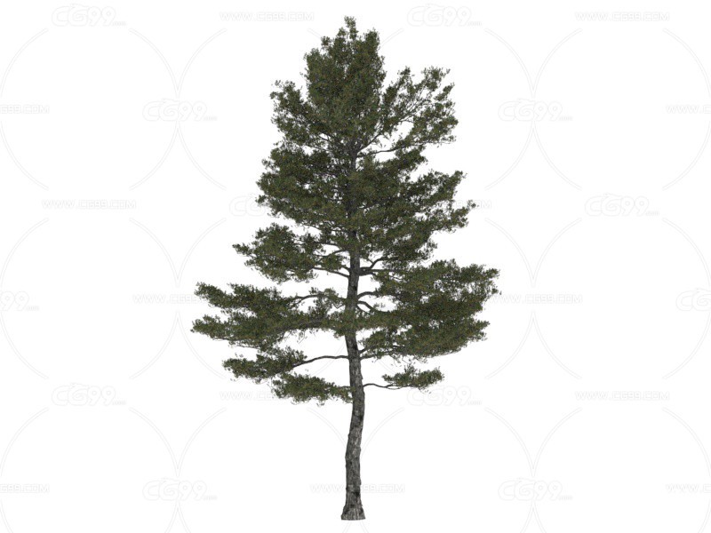 美国五针松 植物 树
