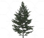 黎巴嫩雪松 植物 树