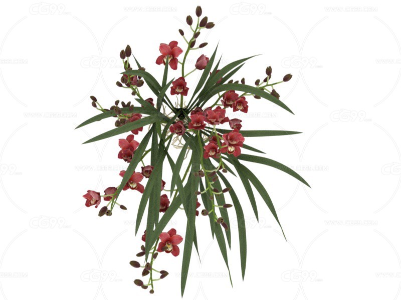 蕙兰红花 植物