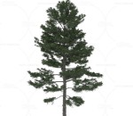 美国白松 植物 树