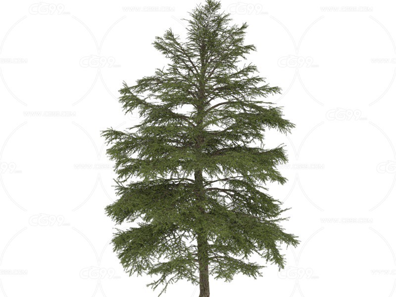 喜马拉雅山雪松 植物 树