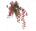 红秀大花蕙兰 植物