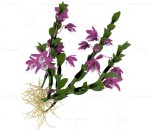 紫色兰花 植物
