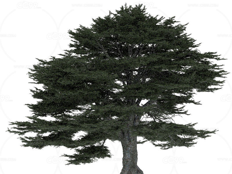 松科植物 植物 树