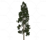 孔雀松 植物 树