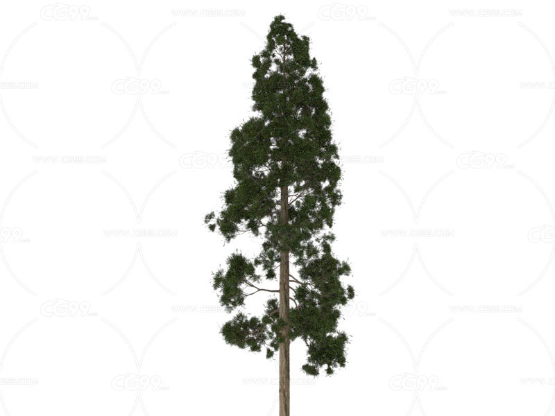 孔雀松 植物 树