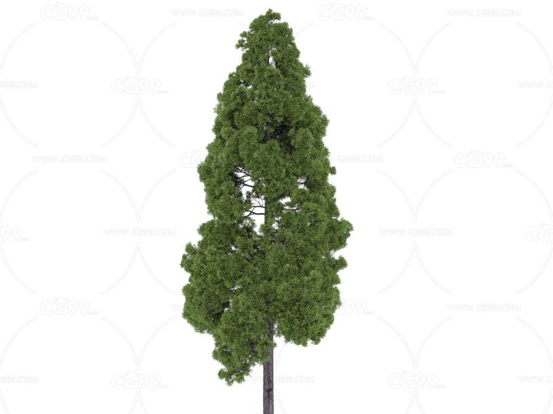 扁叶柳杉 植物 树