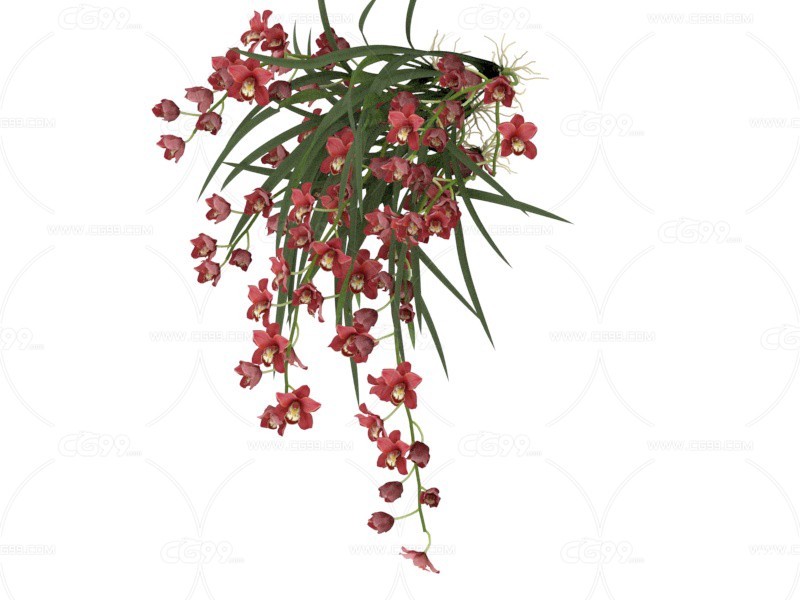 红袍大花蕙兰 植物