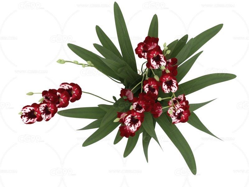 滇红素 植物