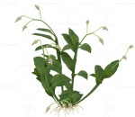 石斛种子白雪花 植物