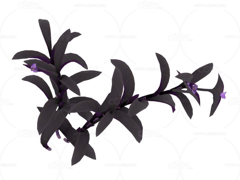 紫竹兰 植物