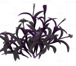 紫竹梅 植物