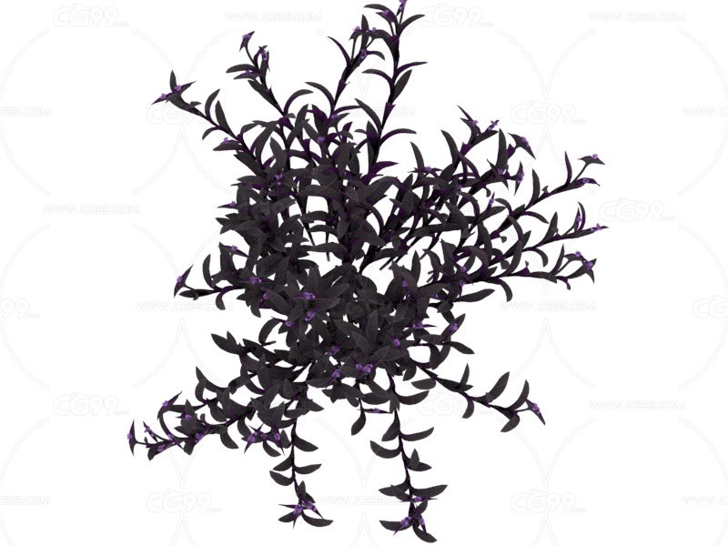 紫叶鸭跖草 植物