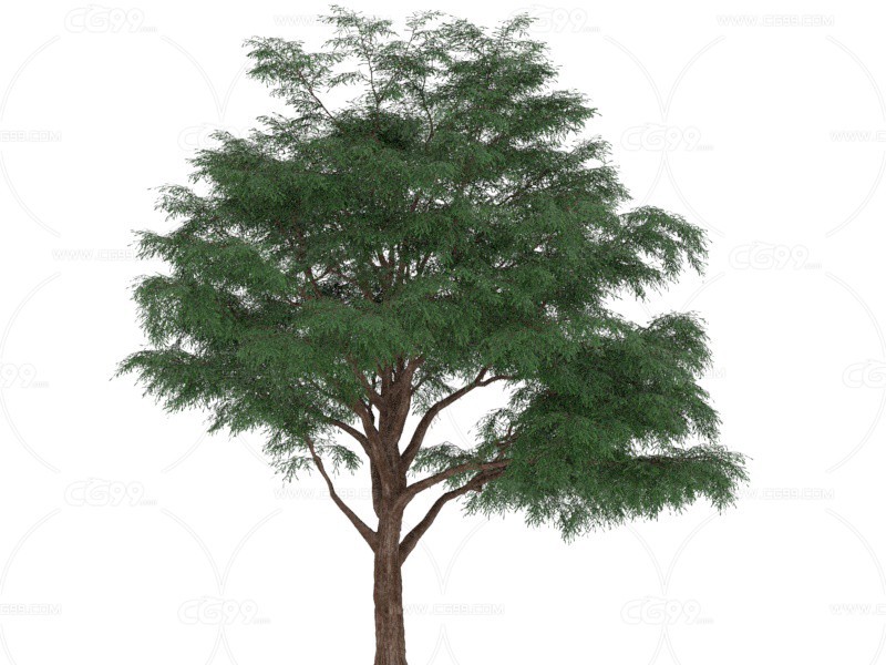 墨西哥落羽松 植物 树