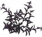 紫锦草 植物