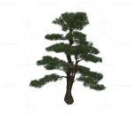 仙柏 植物 树