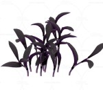 紫鸭跖草 植物