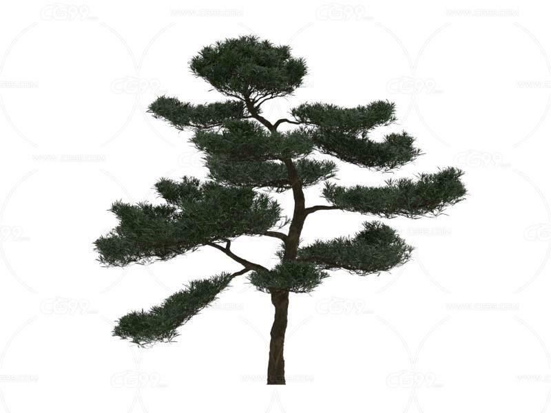 金松 植物 树