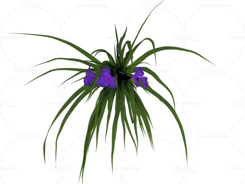 蓝色铁兰 植物