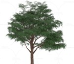 墨西哥落羽松 植物 树