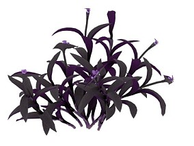 紫竹梅 植物