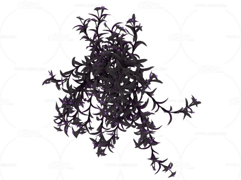 墨西哥紫竹兰 植物
