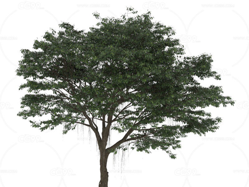 榕树须 树