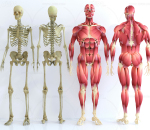 人体骨骼肌肉构造