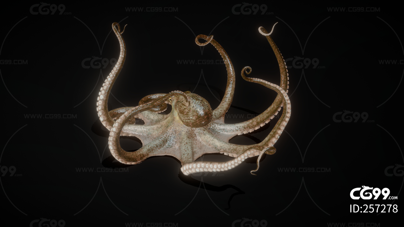 彩色海怪章鱼艺术孤立在黑色背景。插画图片素材_ID:424650509-Veer图库