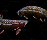 配置绑定 动画 金龙鱼 水族馆 热带 养殖 鱼缸 亚洲 淡水鱼