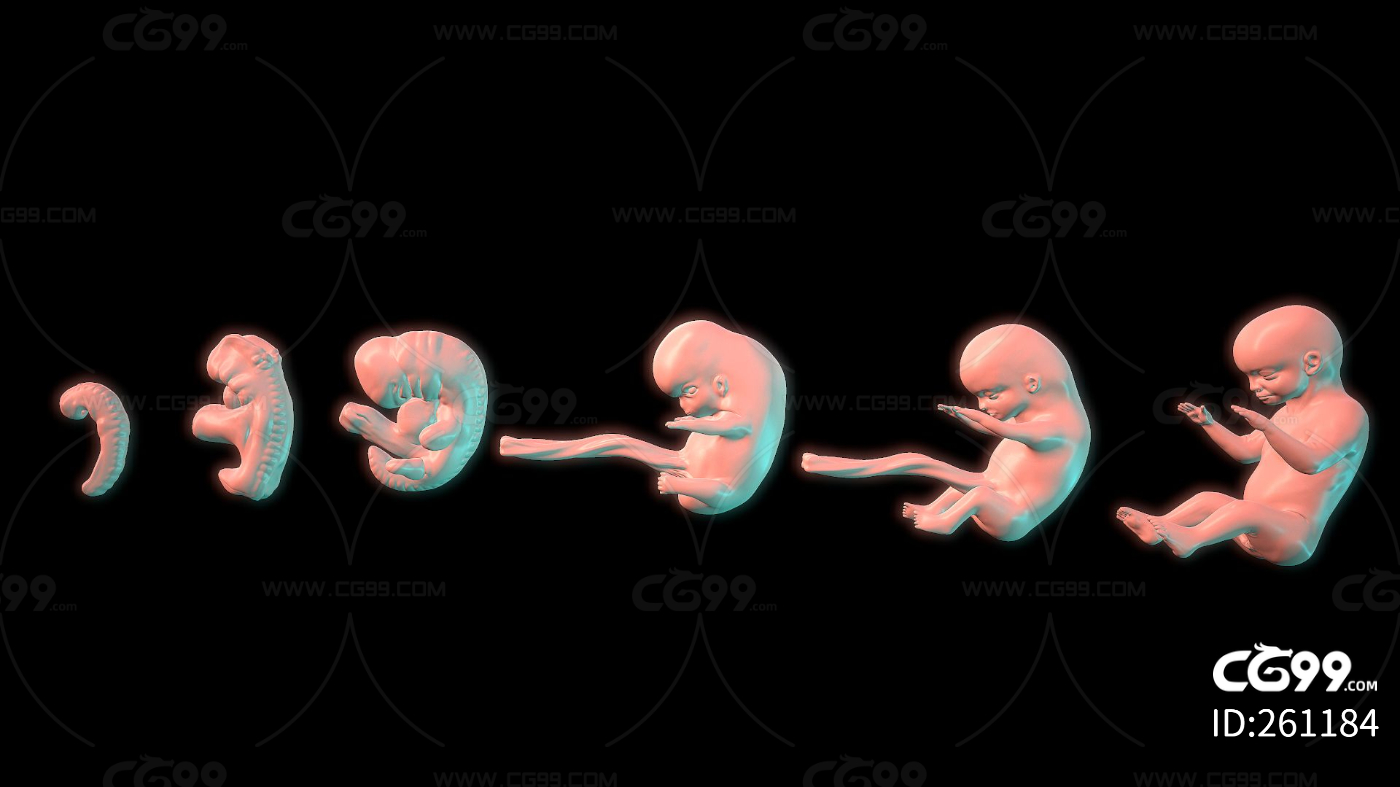 胎儿每日变化——第十三周（85-91）成长之路 - 知乎