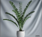 雪铁芋 植物 盆栽 绿植 室内设计 植物模型