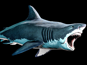 鲨鱼 大白鲨 海洋生物 鱼 捕食者