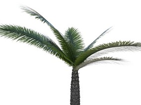 马岛葵 热带棕榈树 树木 FBX模型