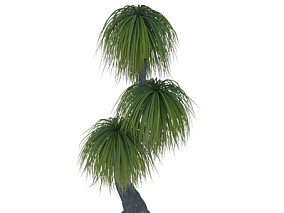 现代棕榈树 刺葵族 棕榈树 树木 FBX模型
