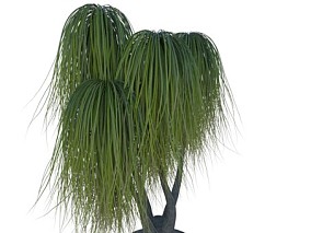 写实棕榈树 树木 FBX模型