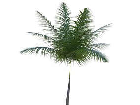 福建椰子 棕榈 草本植物 热带植物 植物