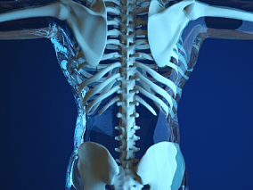 人体器官人体骨骼 人体 器官 医疗解剖 医学动画 血管系统 人体结构 肌肉组织 骨骼神经