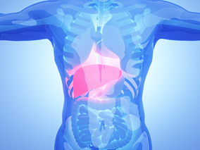 人体肝脏 人体医疗结构背景 人体 器官 医疗解剖 医学动画 血管系统 人体结构 肌肉组织 骨骼神经