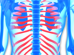 人体骨骼胸骨 人体 器官 医疗解剖 医学动画 血管系统 人体结构 肌肉组织 骨骼神经