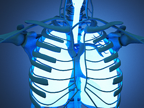 人体器官 人体器官 人体 器官 医疗解剖 医学动画 血管系统 人体结构 肌肉组织 骨骼神经